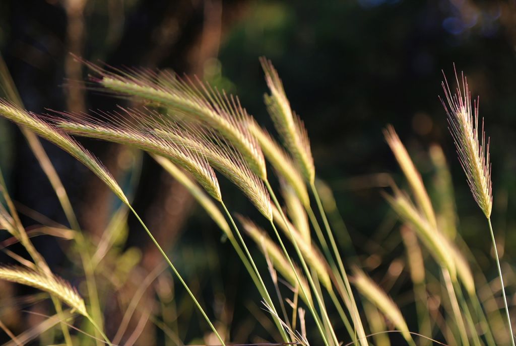 herbes hautes