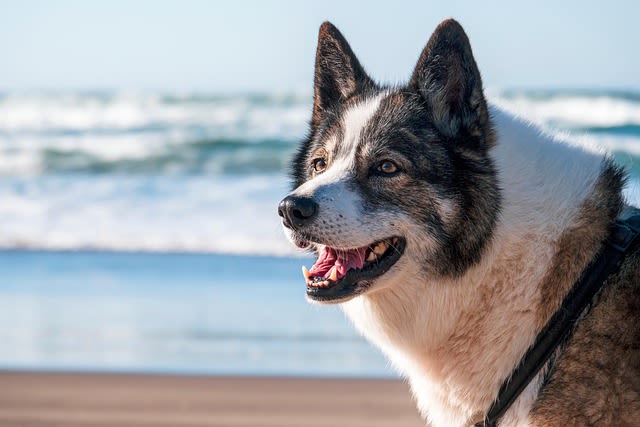 Chien de sauvetage