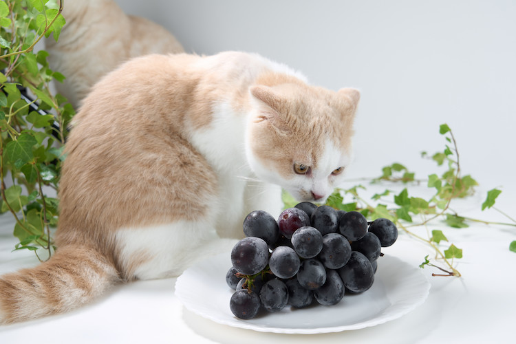 raisin toxique pour le chat