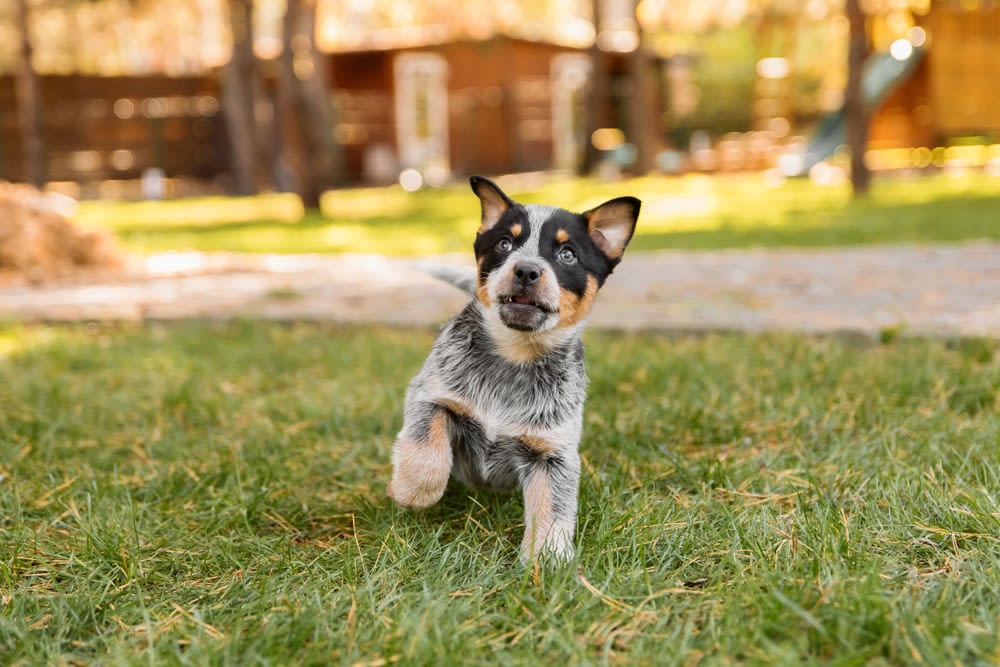 Australische veedrijver puppy rent in tuin