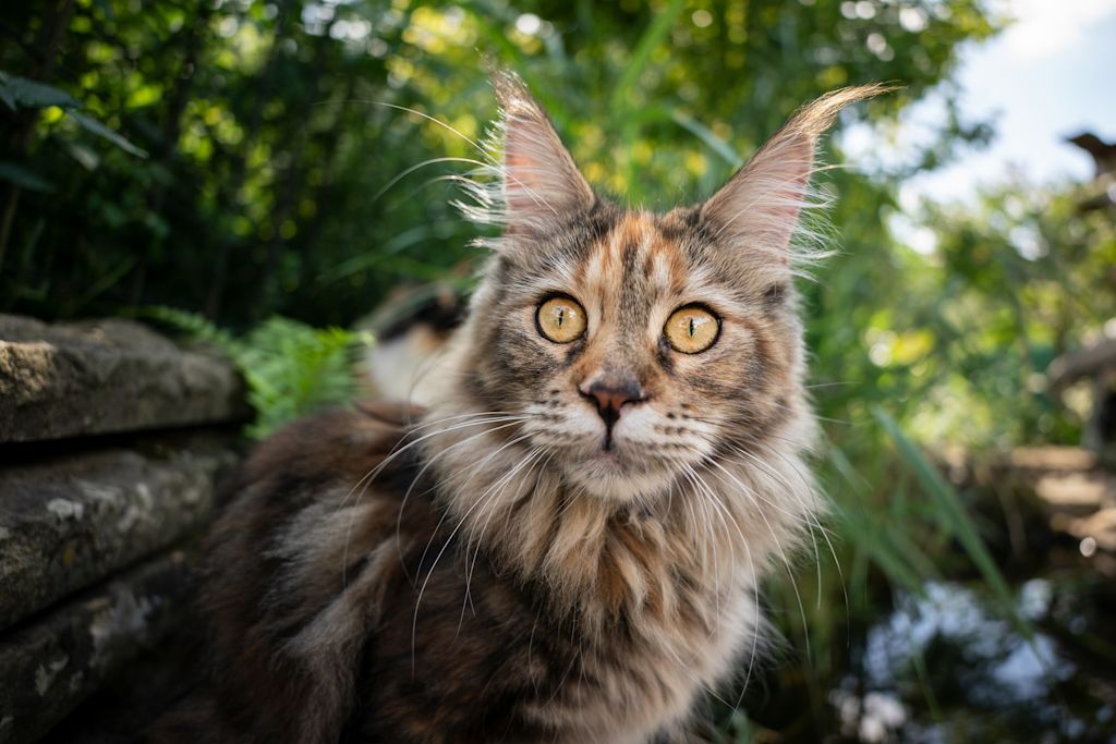 chat maine coon dehors