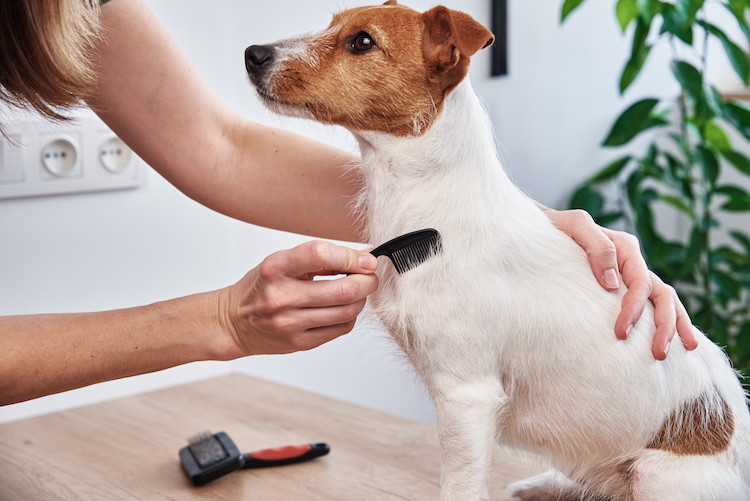 Tous Les Gestes Pour L'entretien Et L'hygiène Du Chien - Santévet