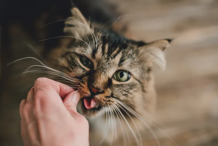 Mon chat a une otite : faut-il nécessairement des antibiotiques