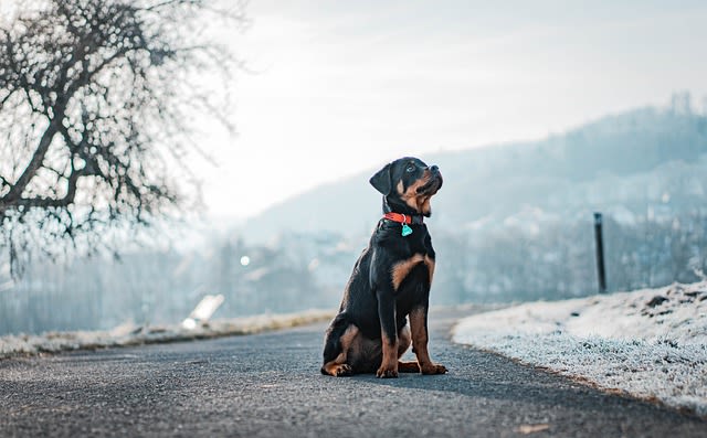 Chien en hiver