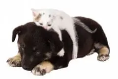 .santevet_preparer_arrivee_du_chiot_et_chaton_a_la_maison_s