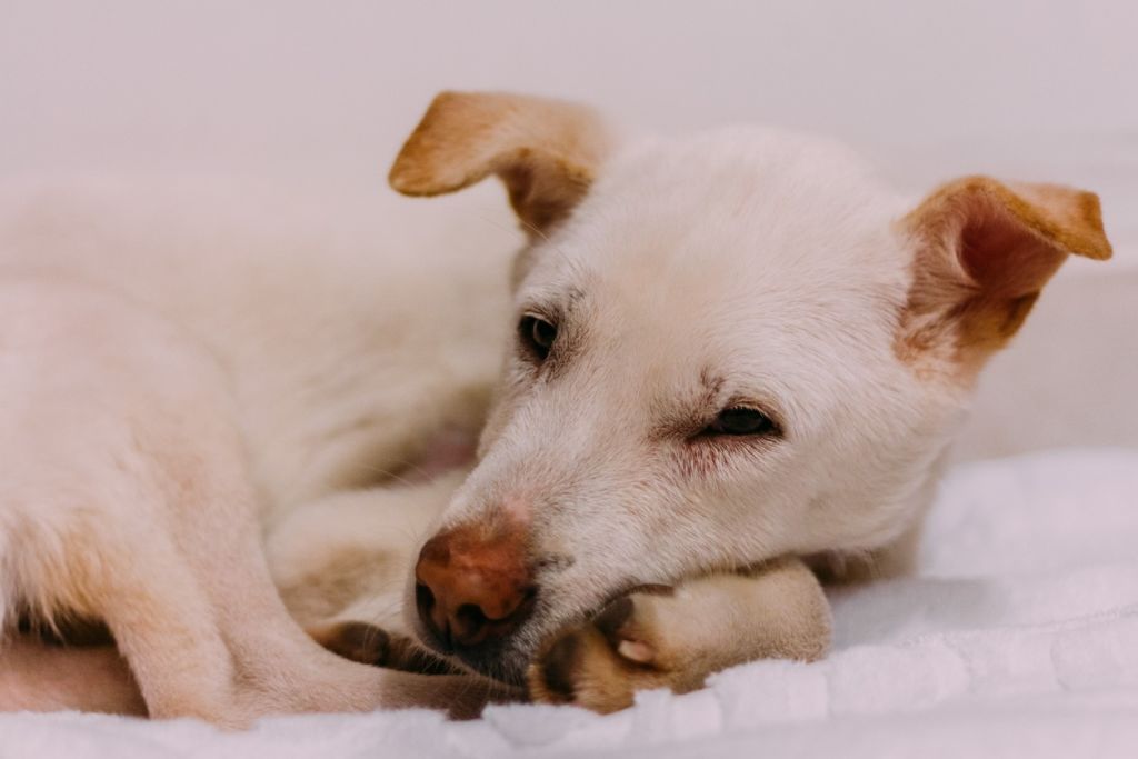 Chien allongé sur sa patte