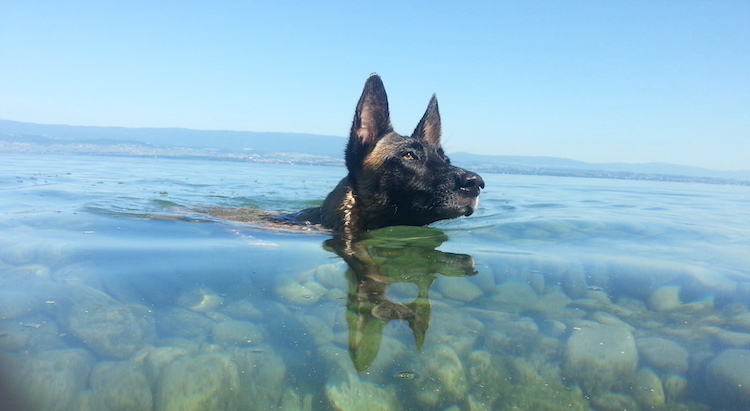 assurance-santé-animale-bulle-blueue-hera