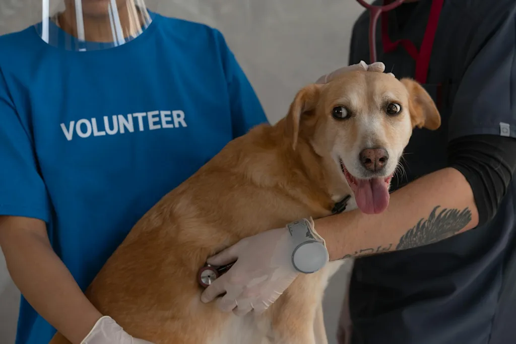 chien examen veterinaire