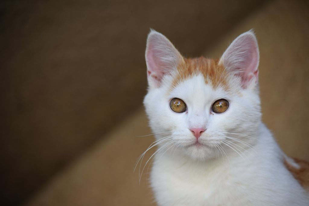 chat blanc et roux