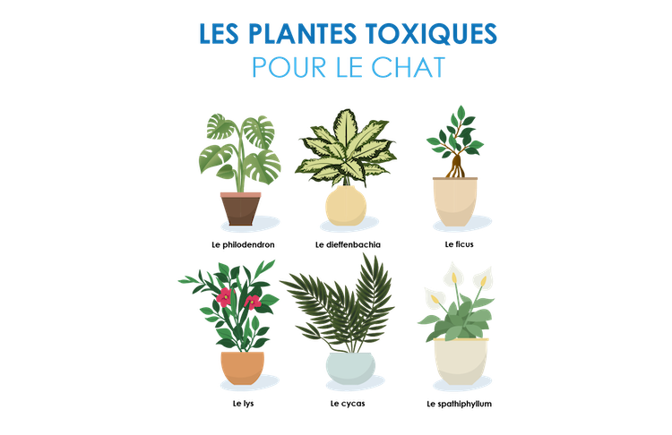 les plantes toxiques pour le chat