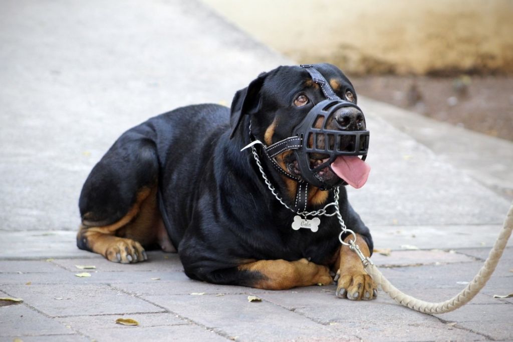 Rottweiler muselé