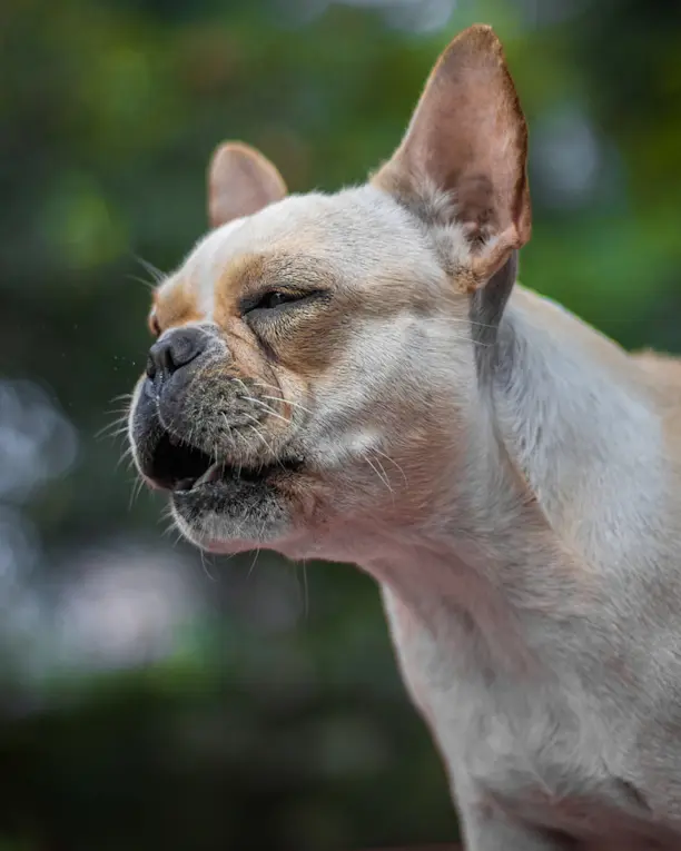Reverse sneezing bij de hond, is het gevaarlijk?
