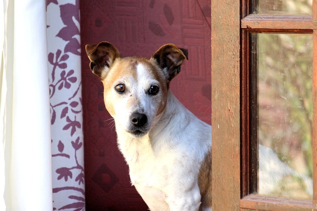 chien qui attend son maitre