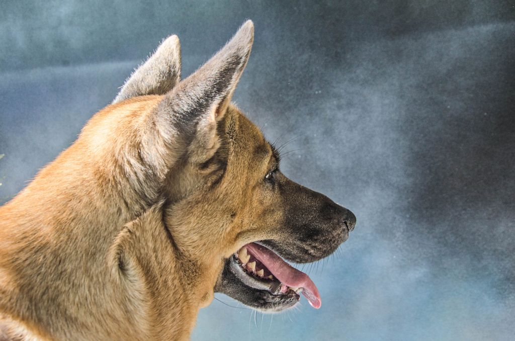 berger allemand profil