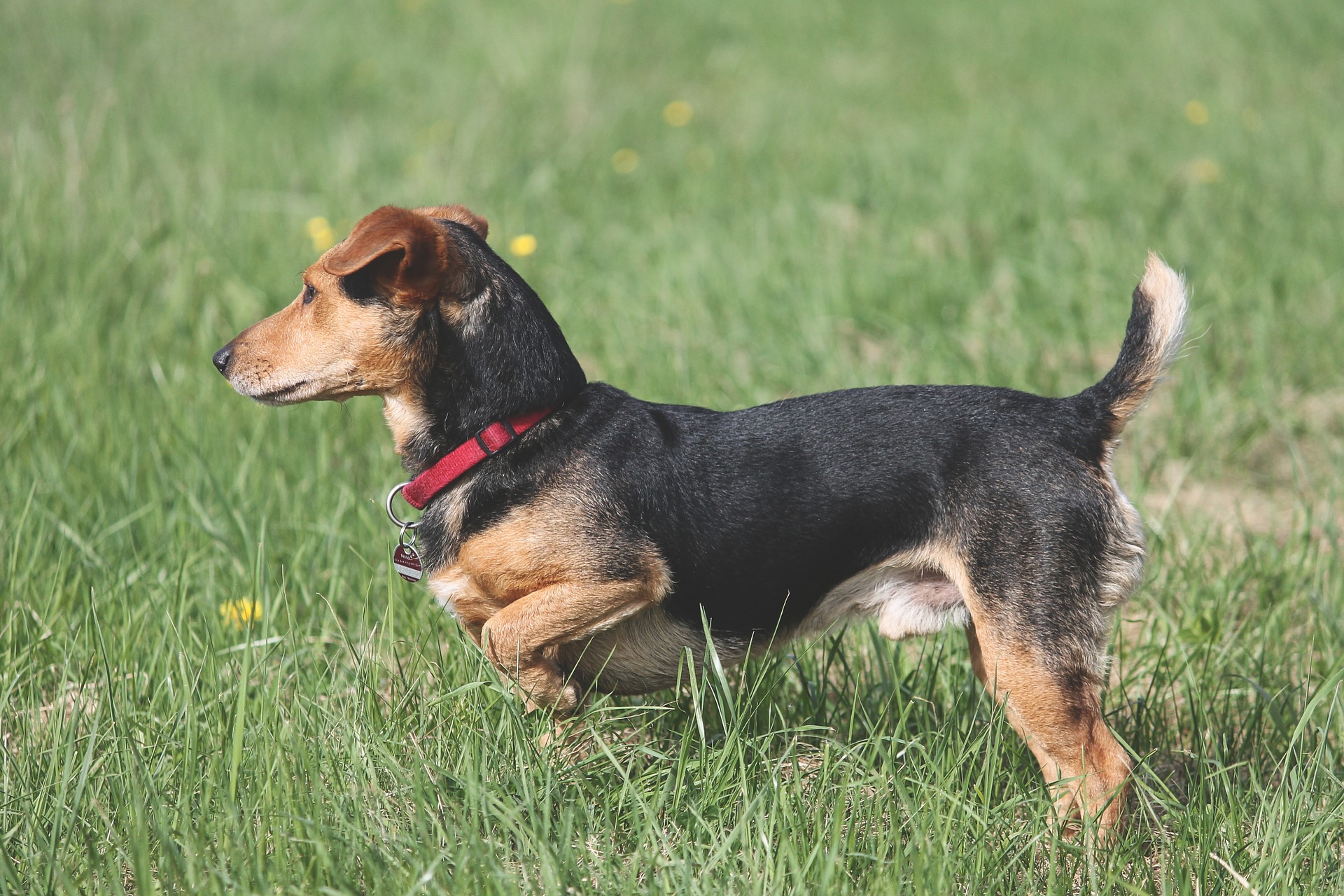 chien détendu