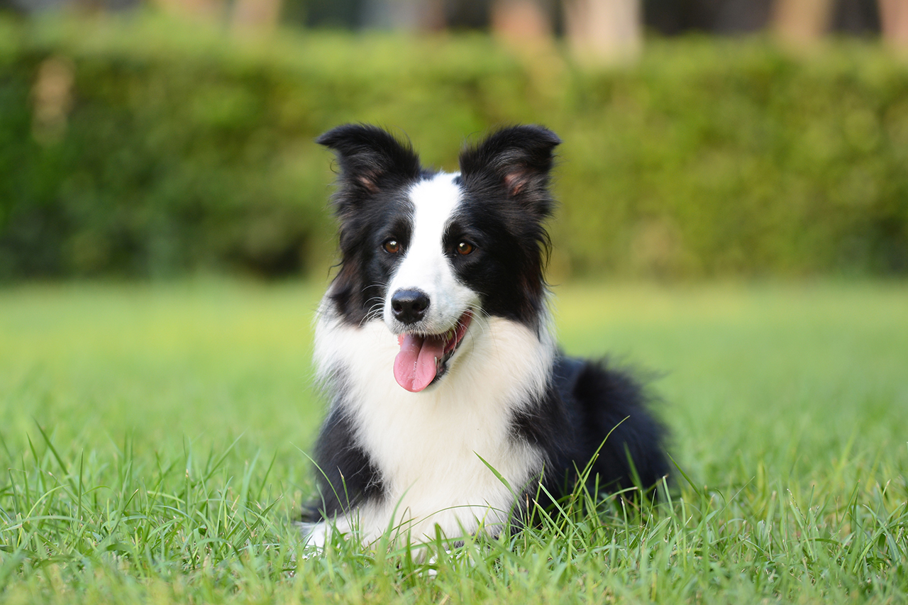 Les 5 meilleures races de chiens de berger