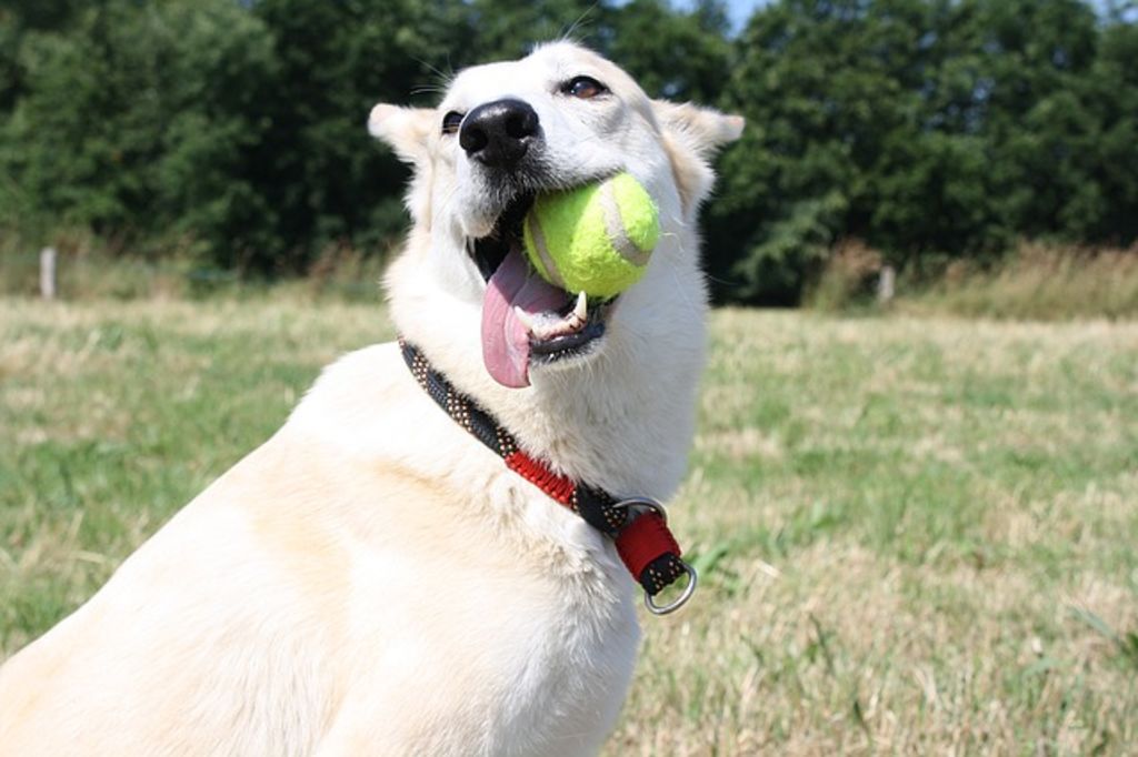 chien joue balle de tennis