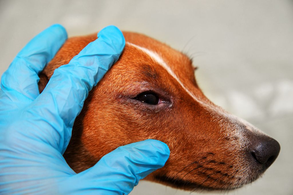 chien oeil rouge