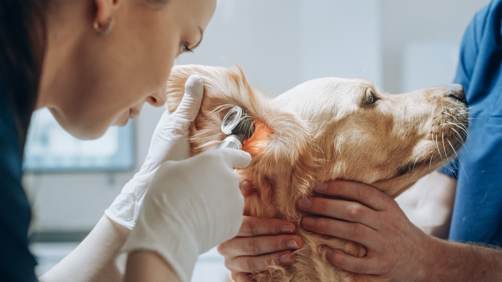 espiga oído perro