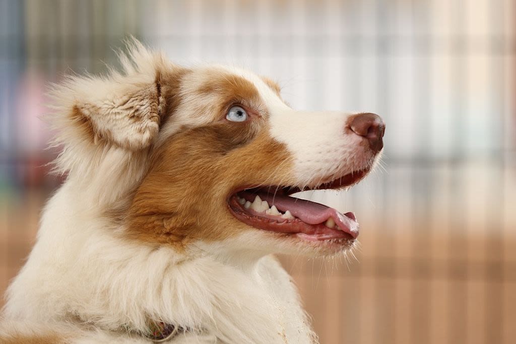 Australischer Schäferhund mit blauen Augen