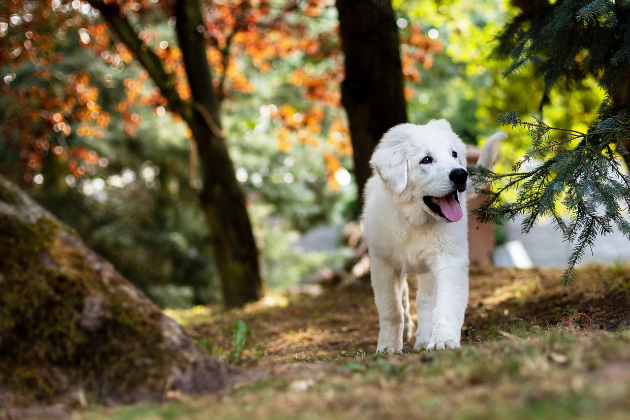 chien en forêt