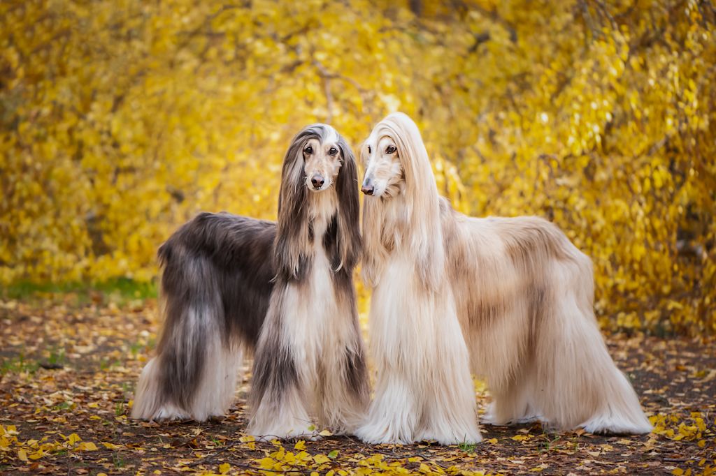 deux levriers afghans