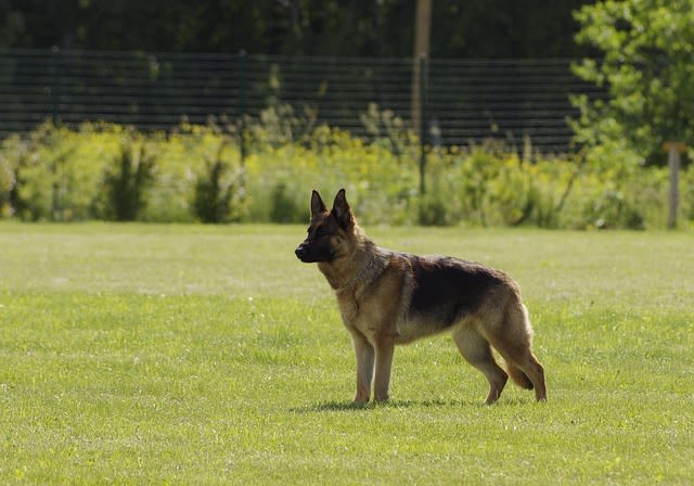 Berger Allemand