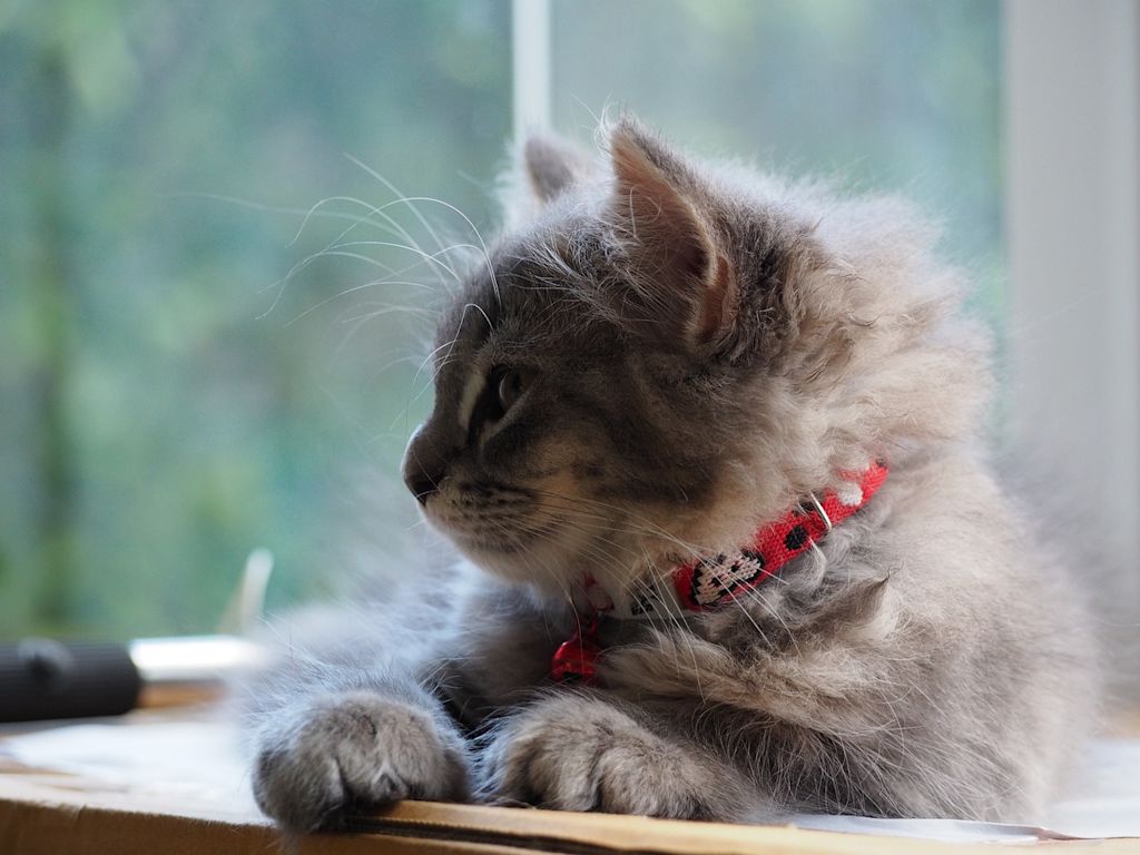 chaton poil long collier rouge