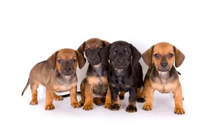 Choisir un chien : mâle ou femelle ? - Trucs & astuces - Chien