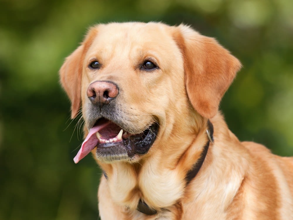 labrador qui halète