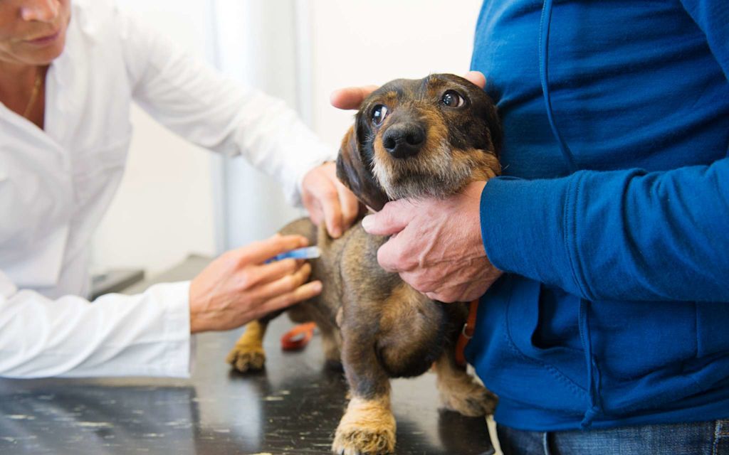 La-vaccination-du-chien.jpg