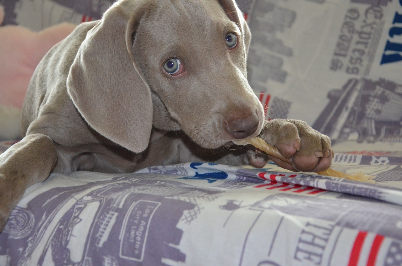 Chiot qui mâchouille