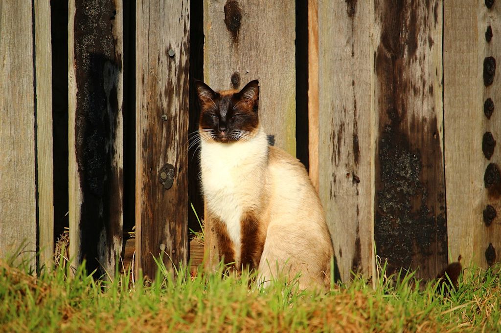 chat noir et blanc foret