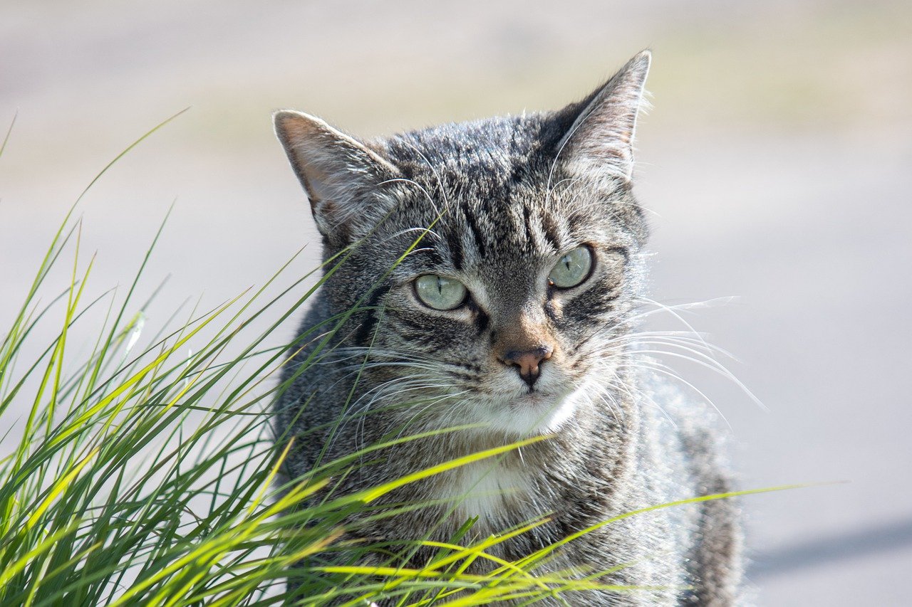 Chat dans l'herbe