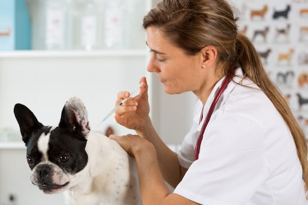 chien vaccin leihmaniose