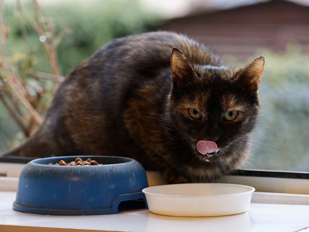 Chat qui mange de la soupe