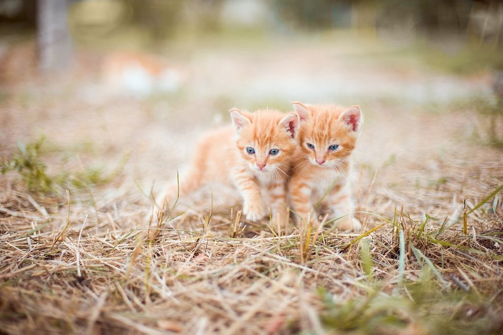 chatons roux paille