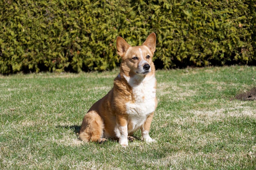 myelopathie corgi gazon