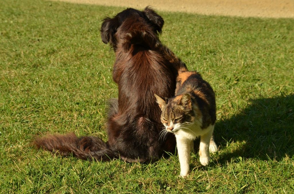 chien à côté d'un chat