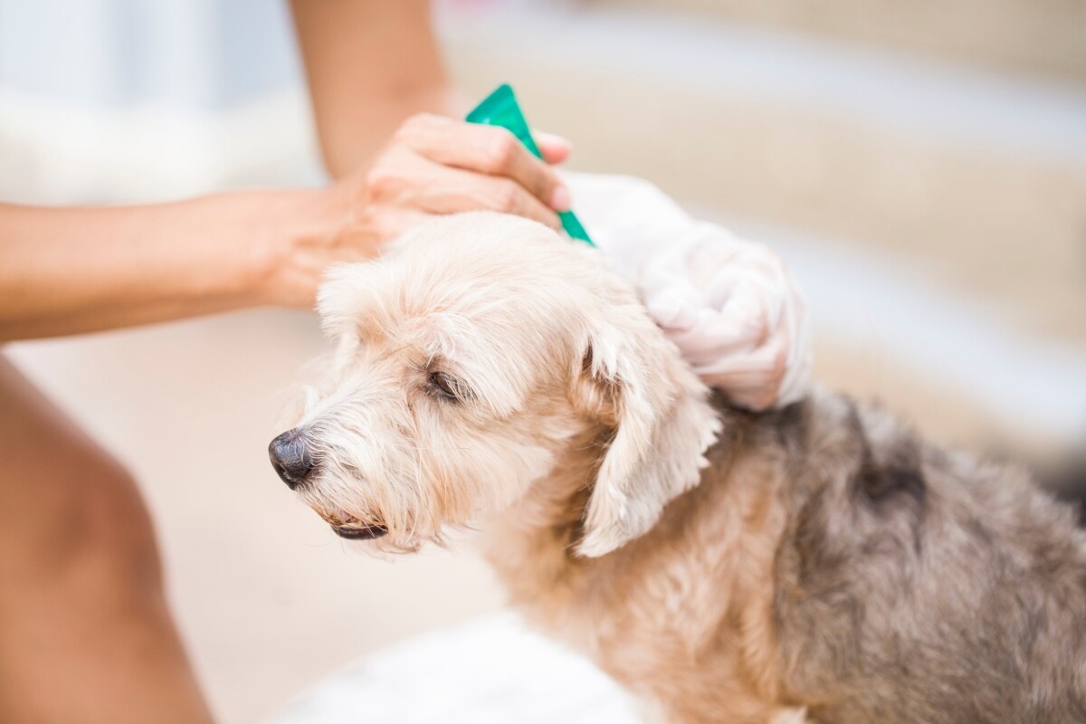 ¿Cuándo cambiar el tratamiento antiparasitario de un perro?