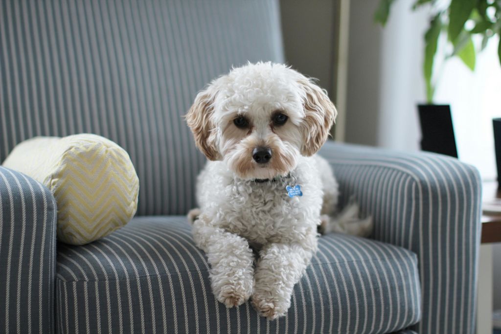 Cavapoo assis sur un canapé