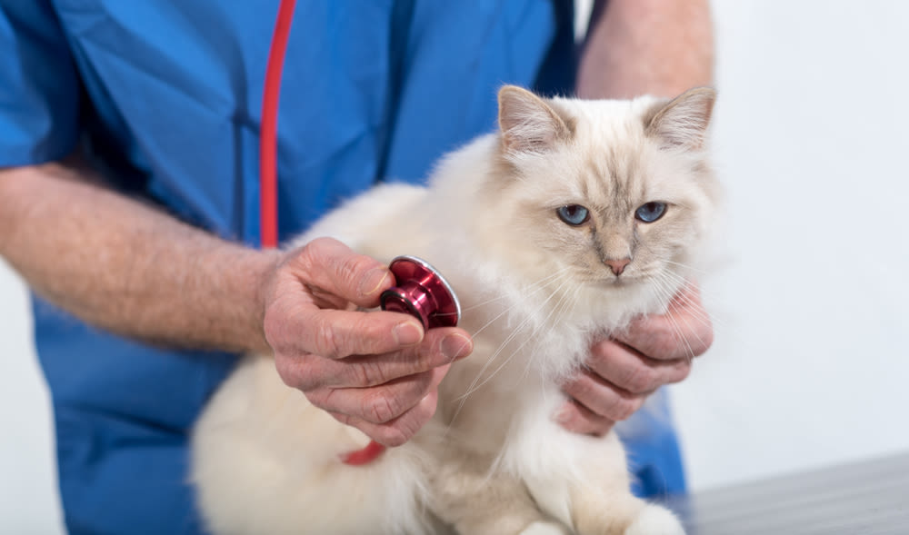 Dal veterinario