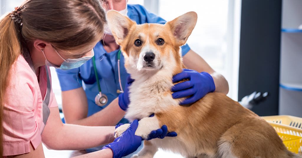 Für eine bestmögliche Therapiewahl ist die tierärztliche Diagnose entscheidend.