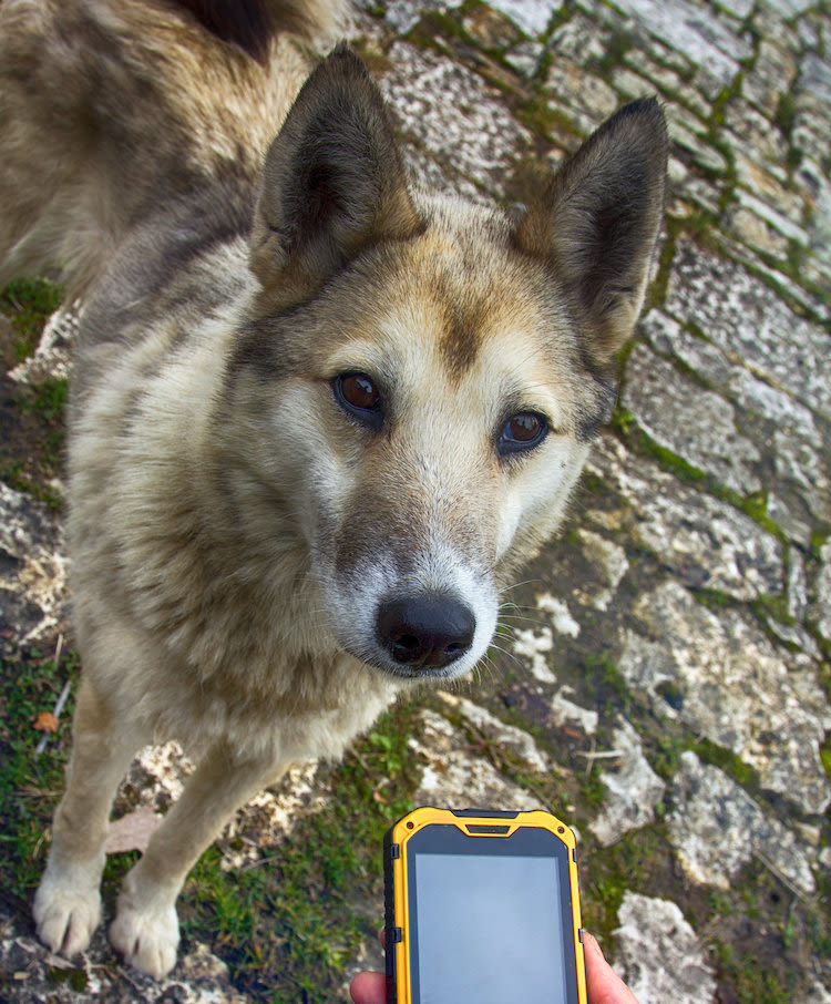 traceur_GPS_chien_portable