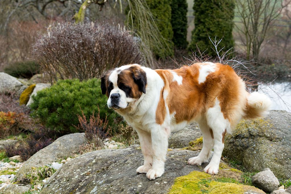 Saint-Bernard adulte