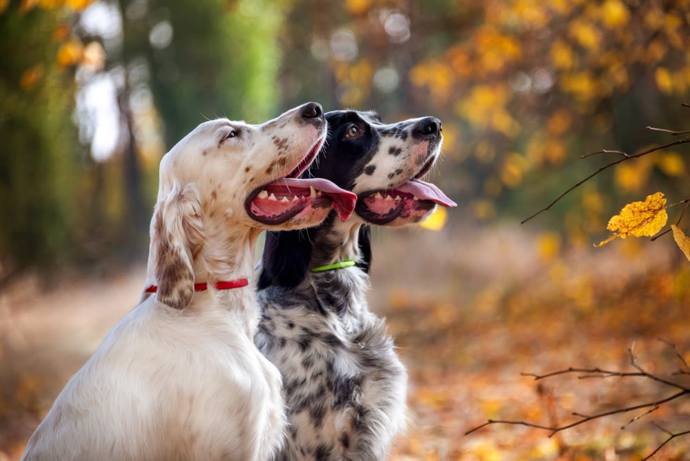 perros de caza