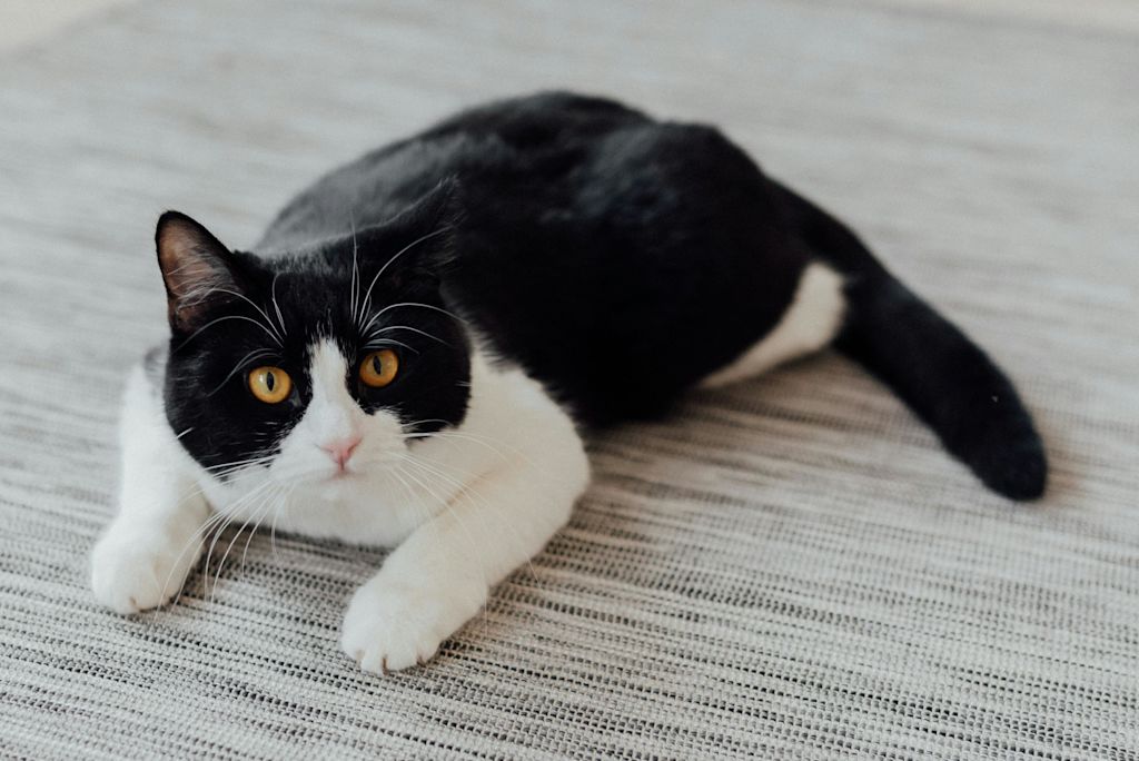 chat noir et blanc avec les quatre pattes blanches