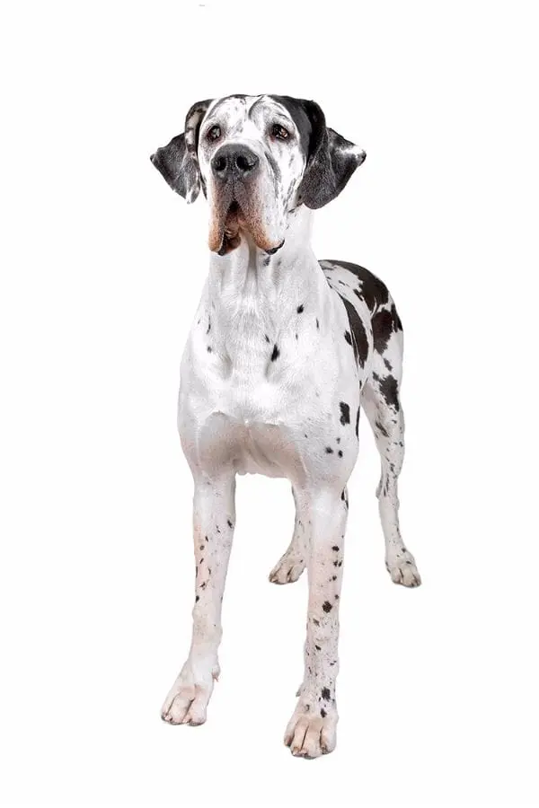 dalmatien sur fond blanc
