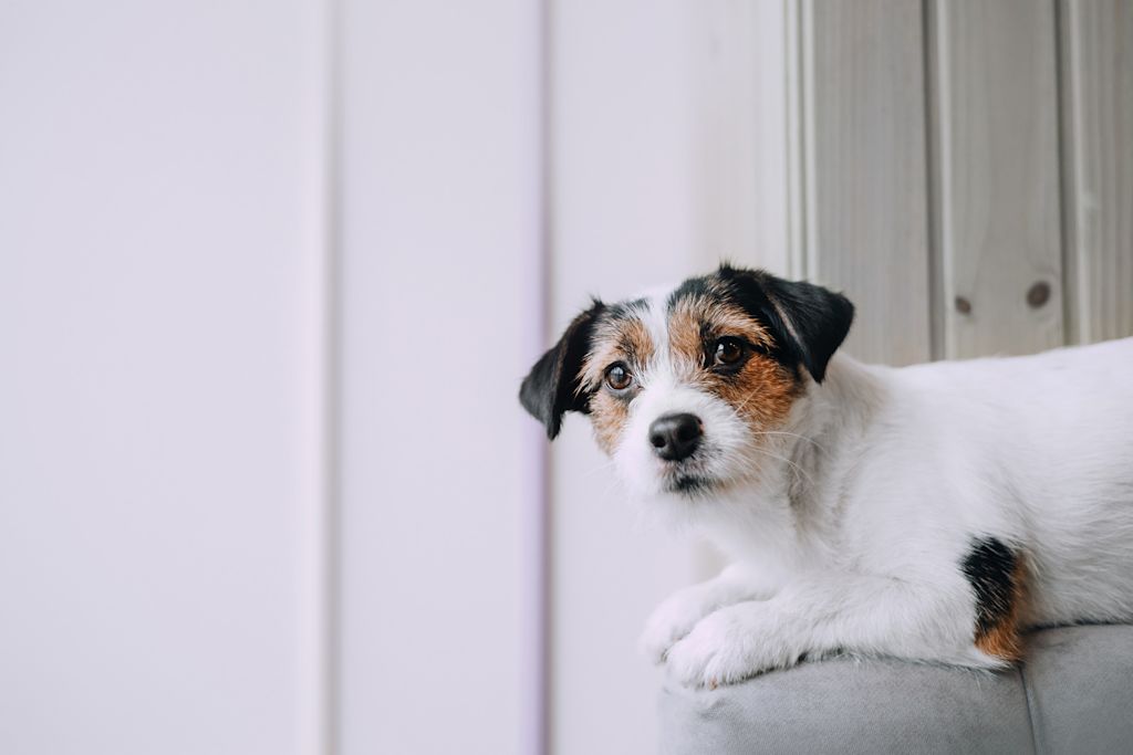 chien terrier allongé