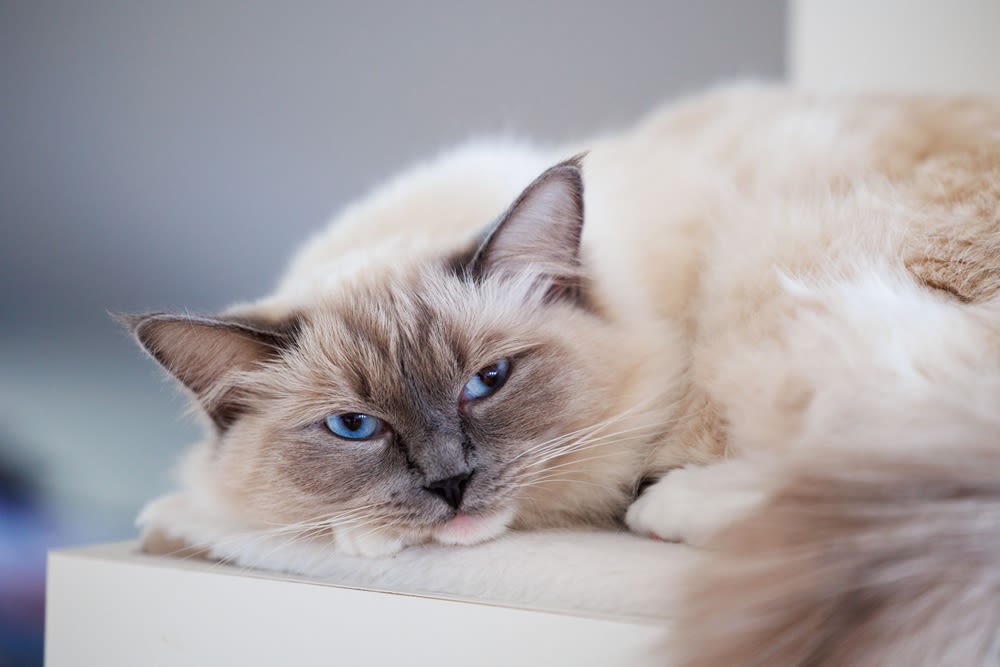 gatto Ragdoll